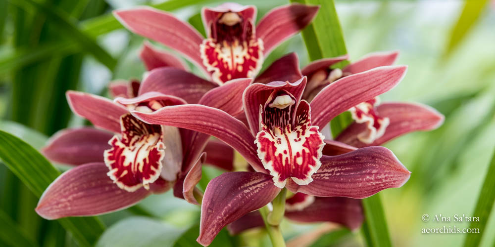 Cymbidium Pywacket 'Heatherrich Hills' orchid images