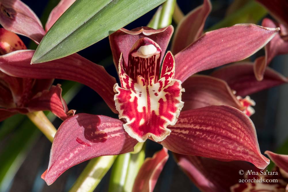 Cymbidium Pywacket 'Heatherrich Hills' orchid images