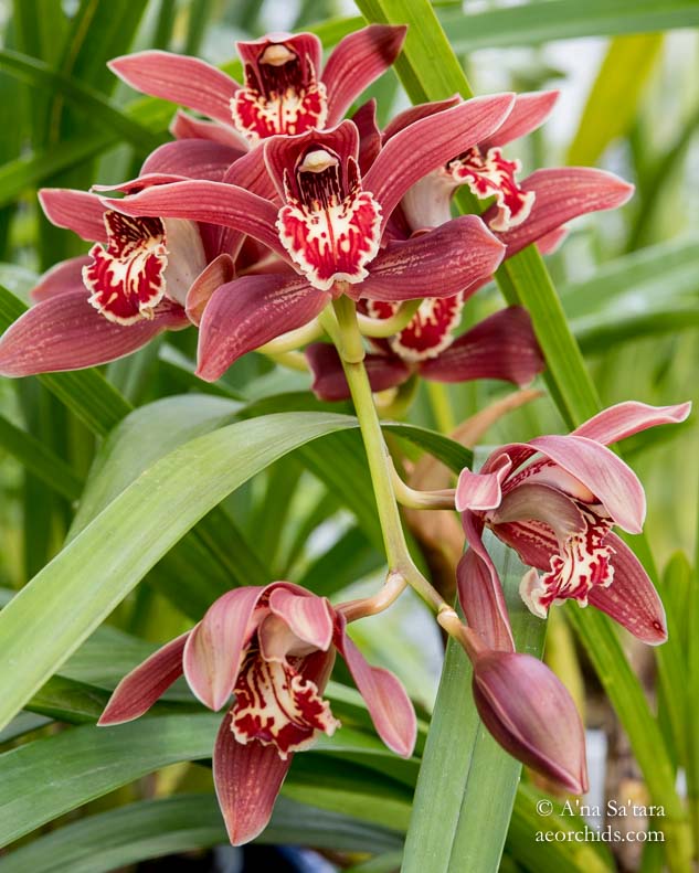 Cymbidium Pywacket 'Heatherrich Hills' orchid images