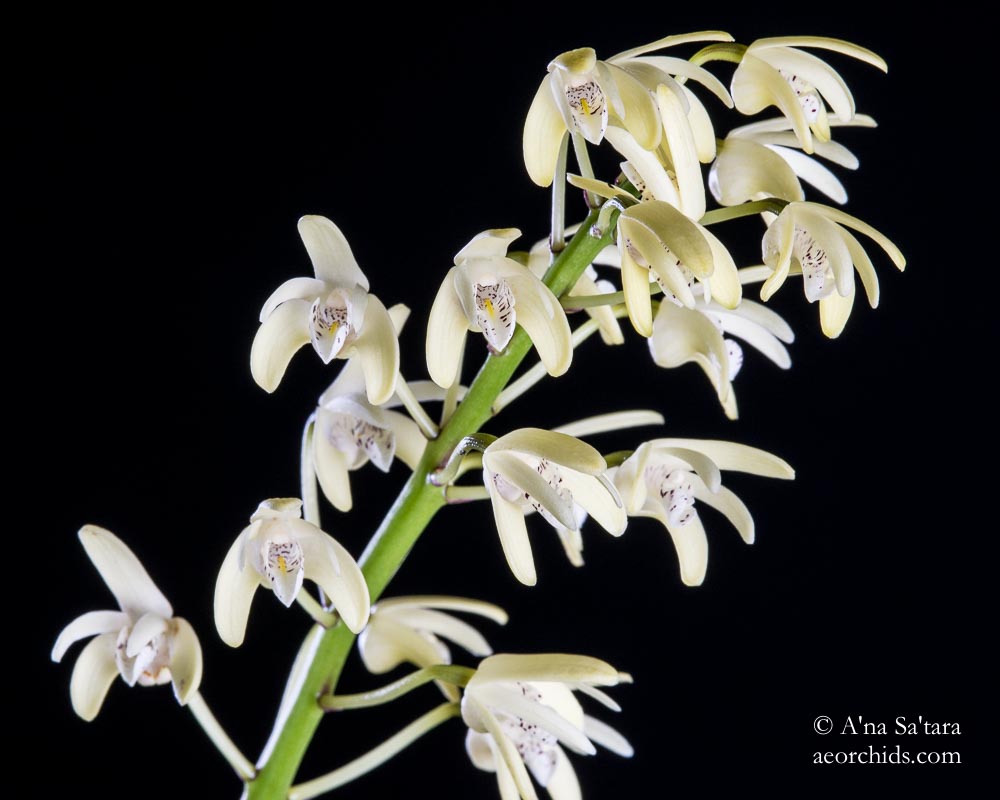Dendrobium speciosum var. pendunculatum orchid images
