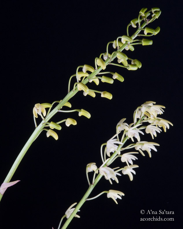 Dendrobium speciosum var. pendunculatum orchid images