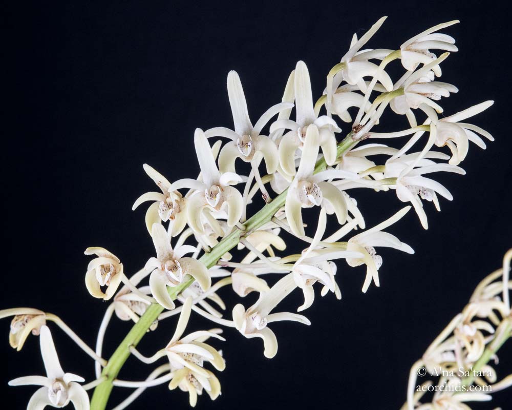 Dendrobium speciosum var. pendunculatum orchid images