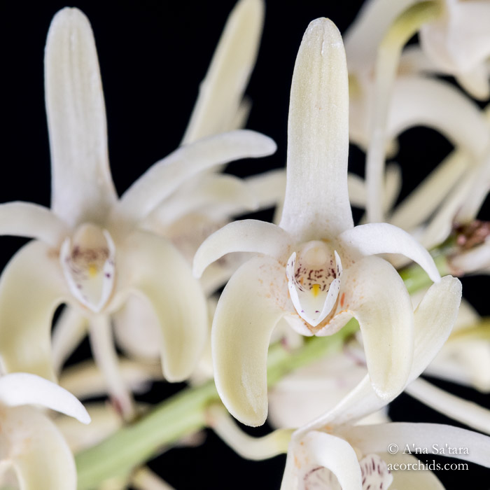 Dendrobium speciosum var. pendunculatum orchid images
