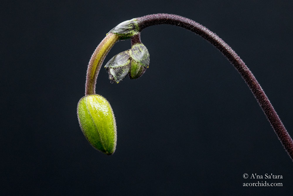 Paph primulum fma. purpurascens