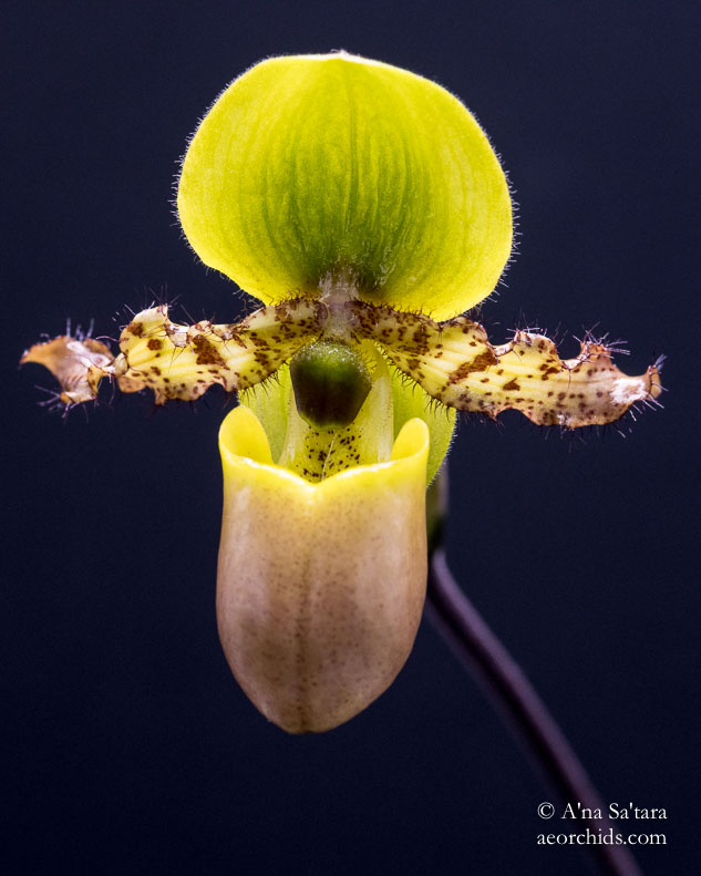 Paph primulum fma. purpurascens