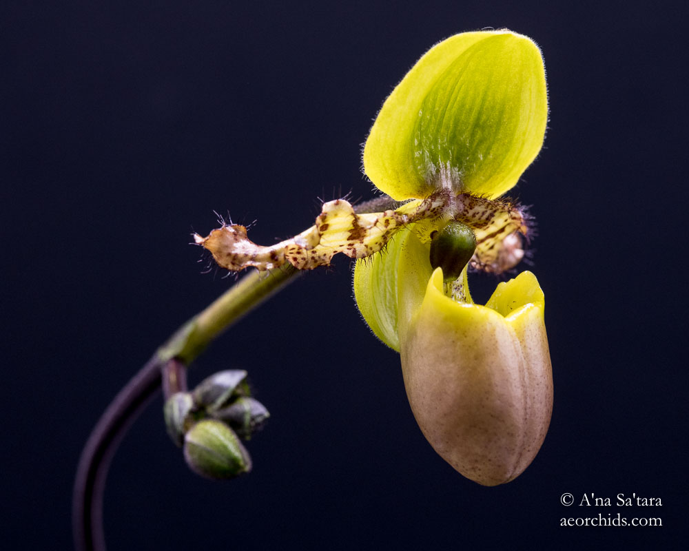 Paph primulum fma. purpurascens