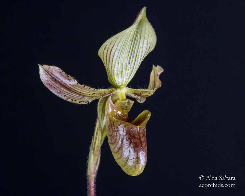 Paphiopedilum sugiyamanum