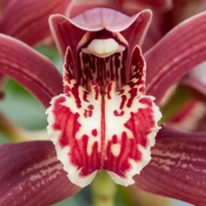 Cymbidium Pywacket 'Heatherrich Hills'