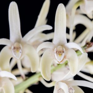 Dendrobium speciosum var. pendunculatum