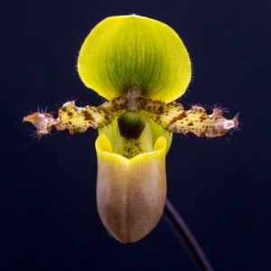 Paph primulum purpurascens