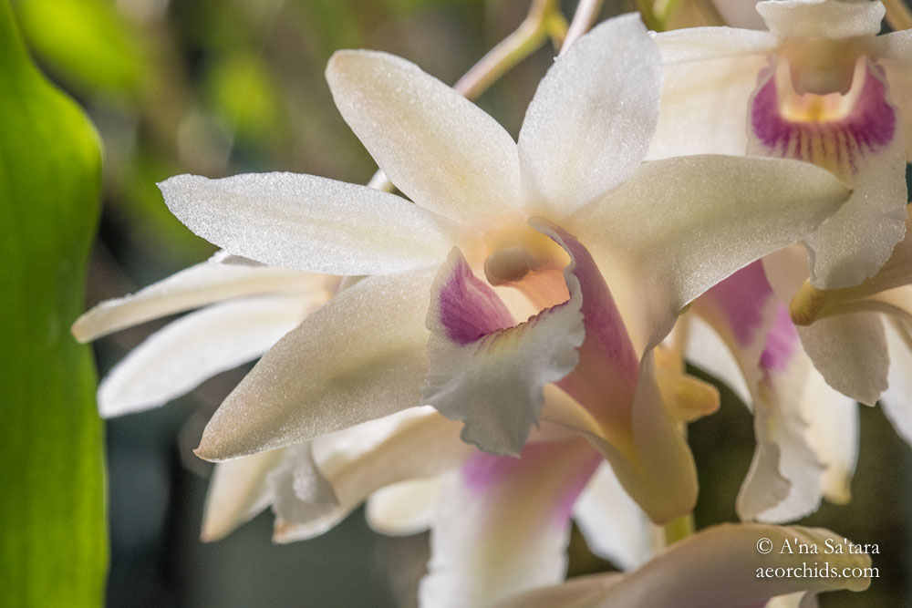Dendrobium treubii orchid image