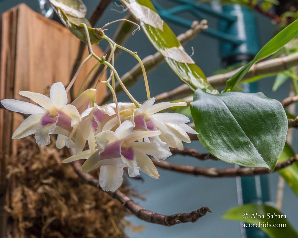 Dendrobium treubii orchid image