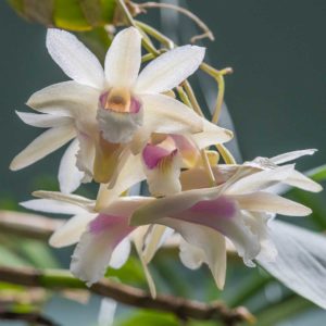 Dendrobium treubii orchid image