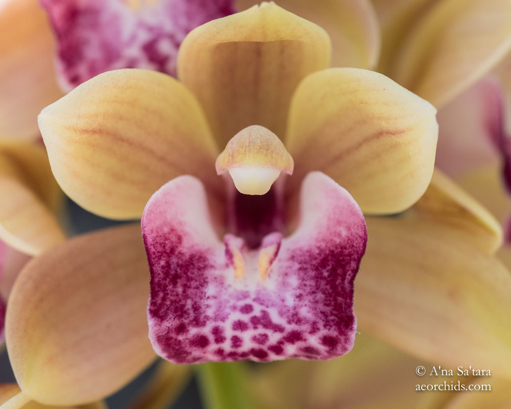 Cymbidium Mary Green