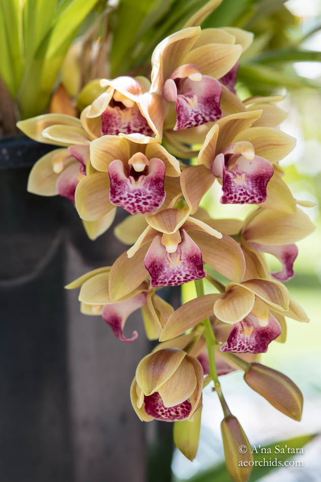 Cymbidium Mary Green 'AEO'