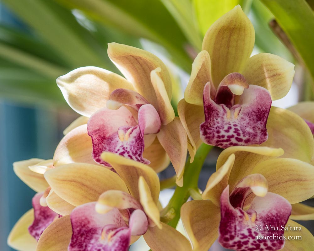 Cymbidium Mary Green 'AEO'