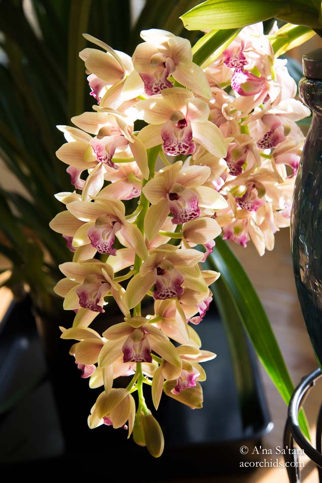 Cymbidium Mary Green 'AEO'