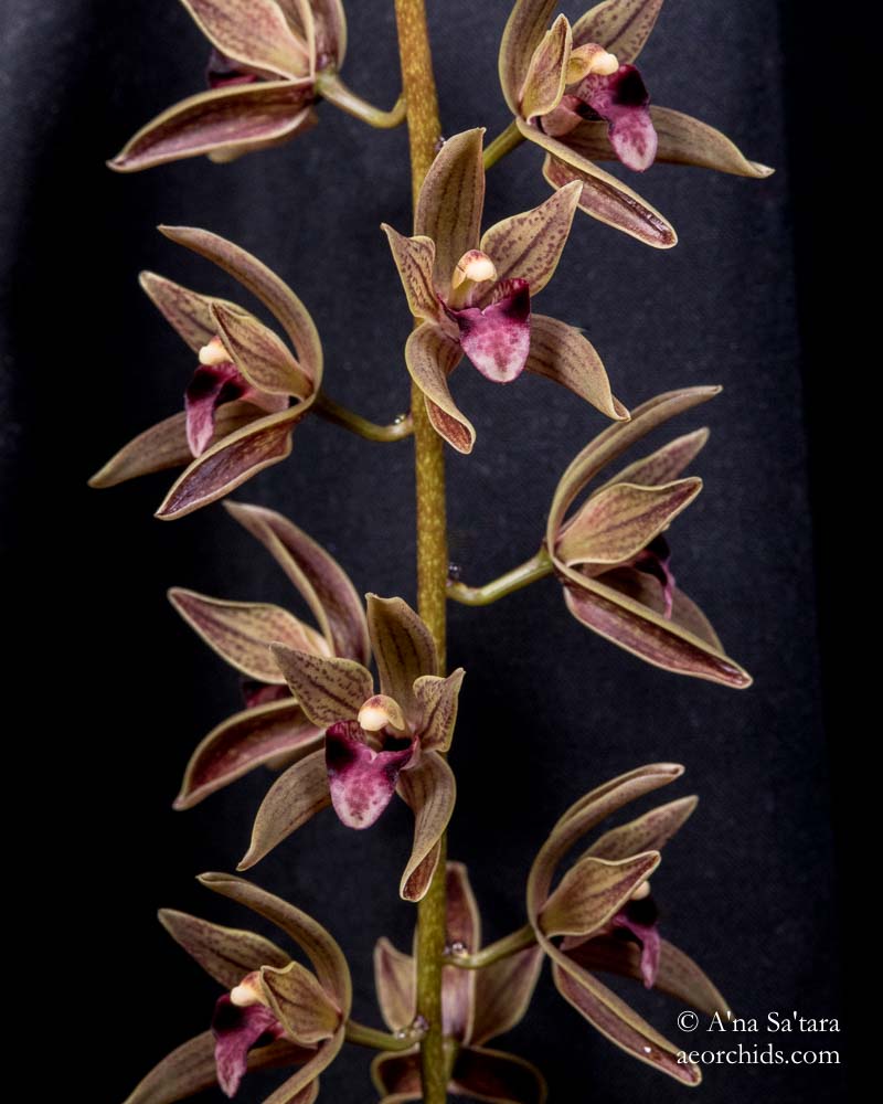 Cymbidium devonianum