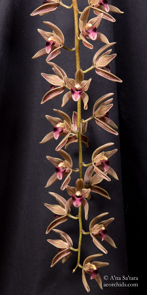 Cymbidium devonianum