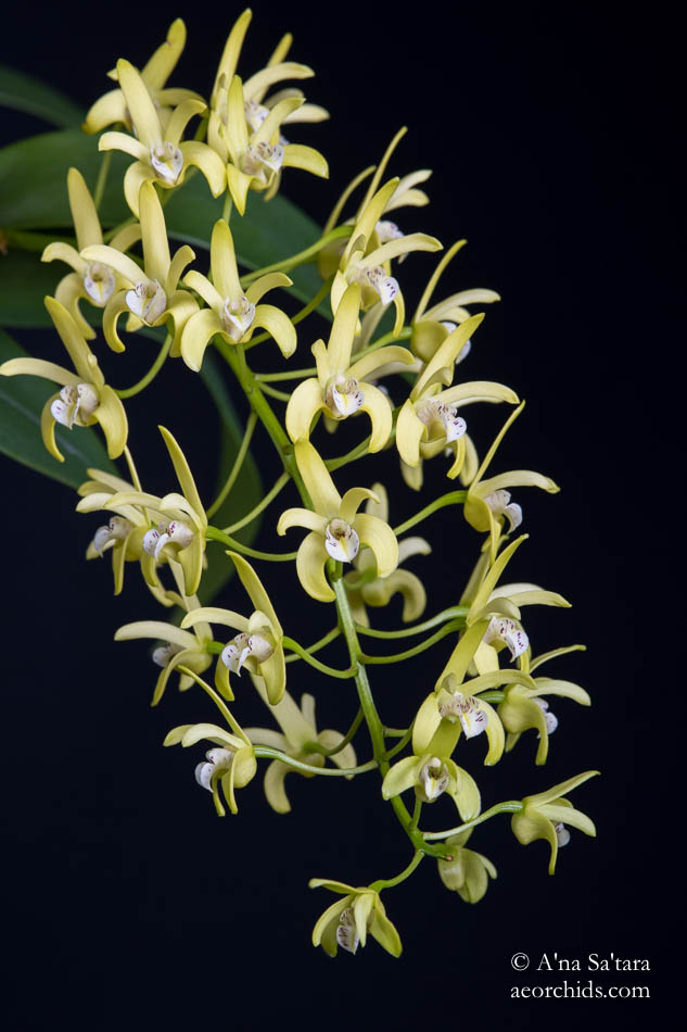Dendrobium Gracilimum Orchid Image