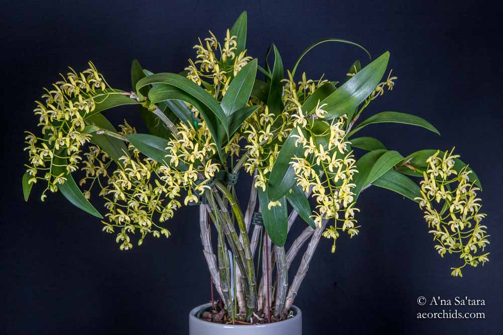 Dendrobium Gracilimum Orchid Image