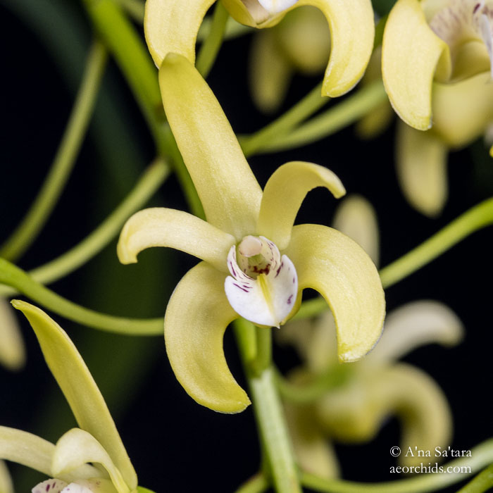 Dendrobium Gracilimum Orchid Image