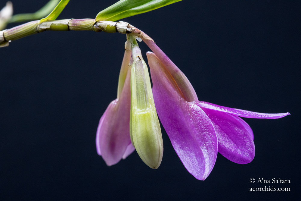 Dendrobium Le Papillon Rose