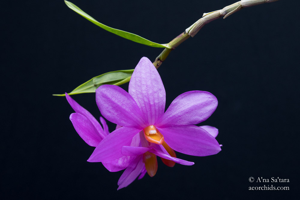 Dendrobium Le Papillon Rose