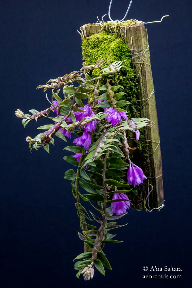 Dendrobium limpidum