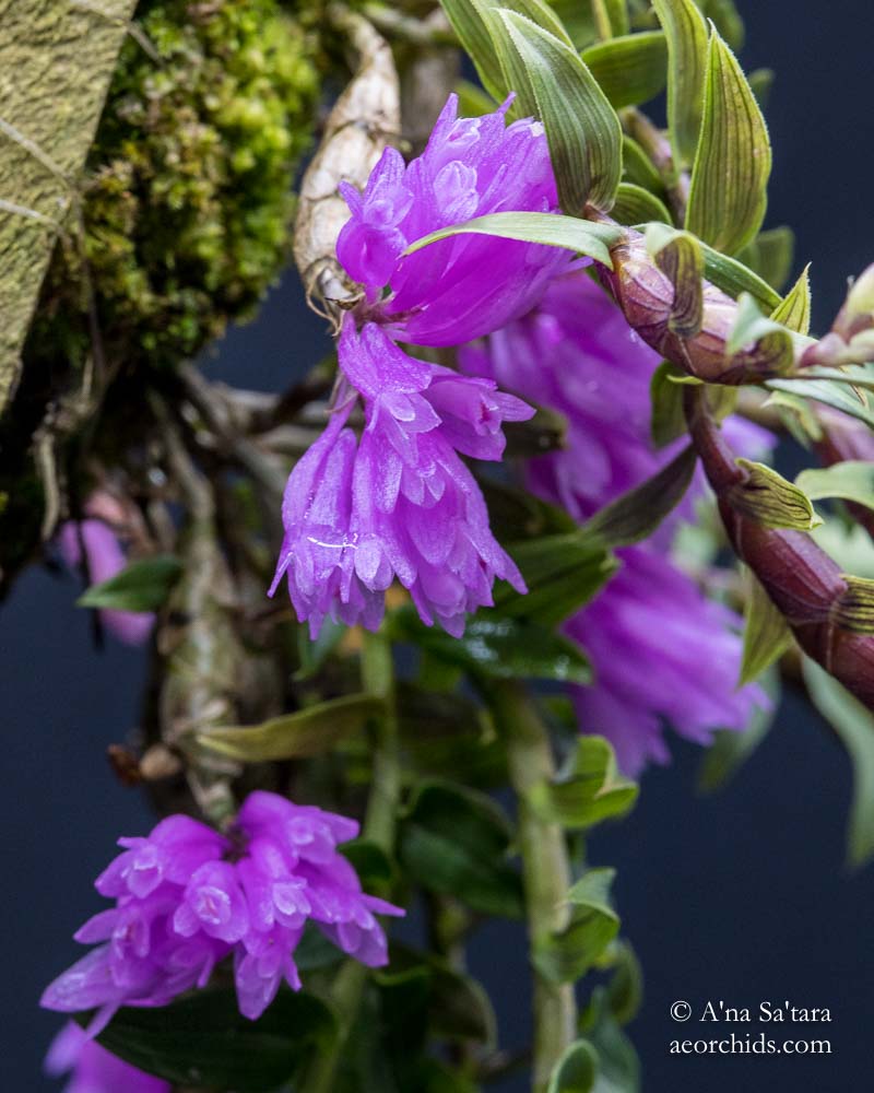 Dendrobium limpidum