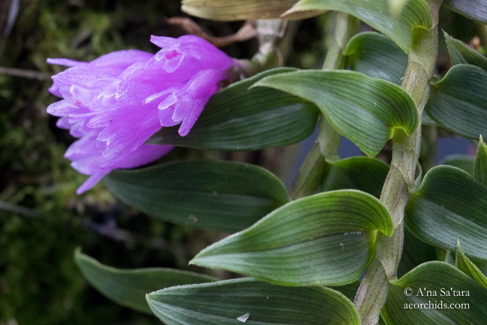 Dendrobium limpidum