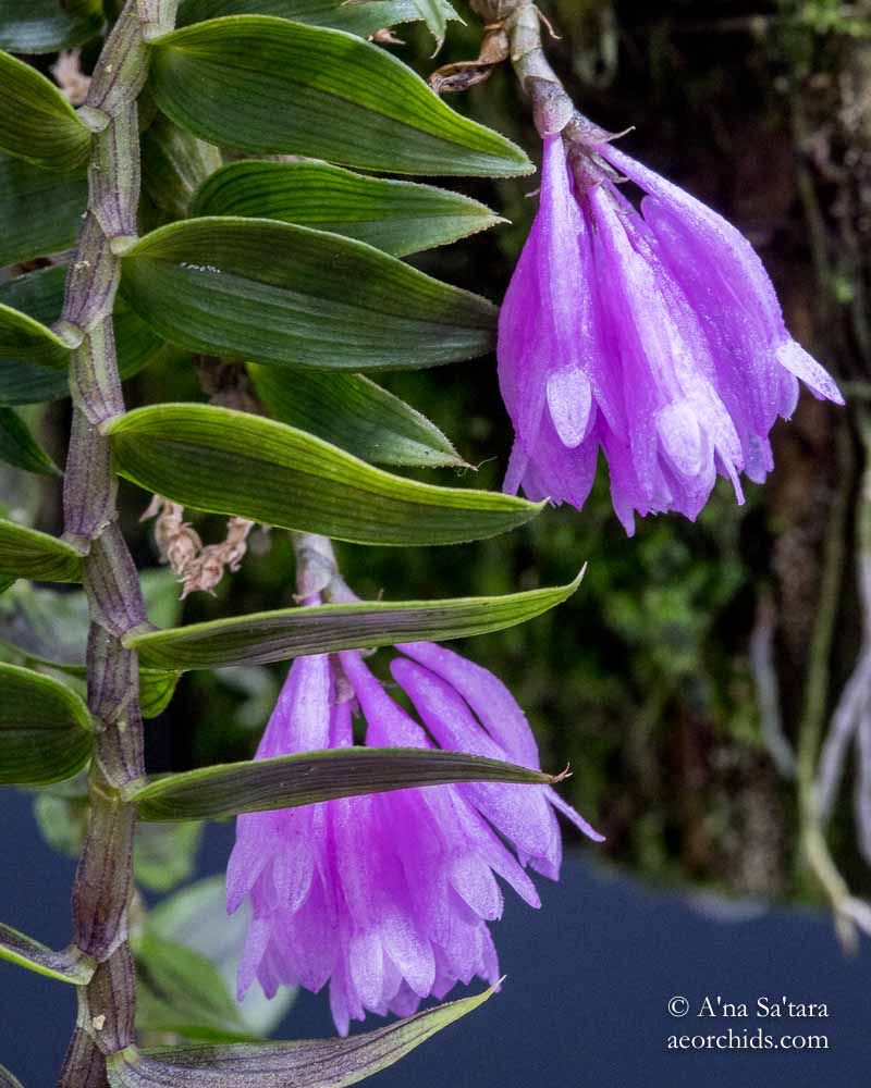 Dendrobium limpidum
