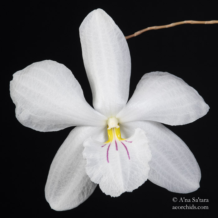 Dendrobium papilio