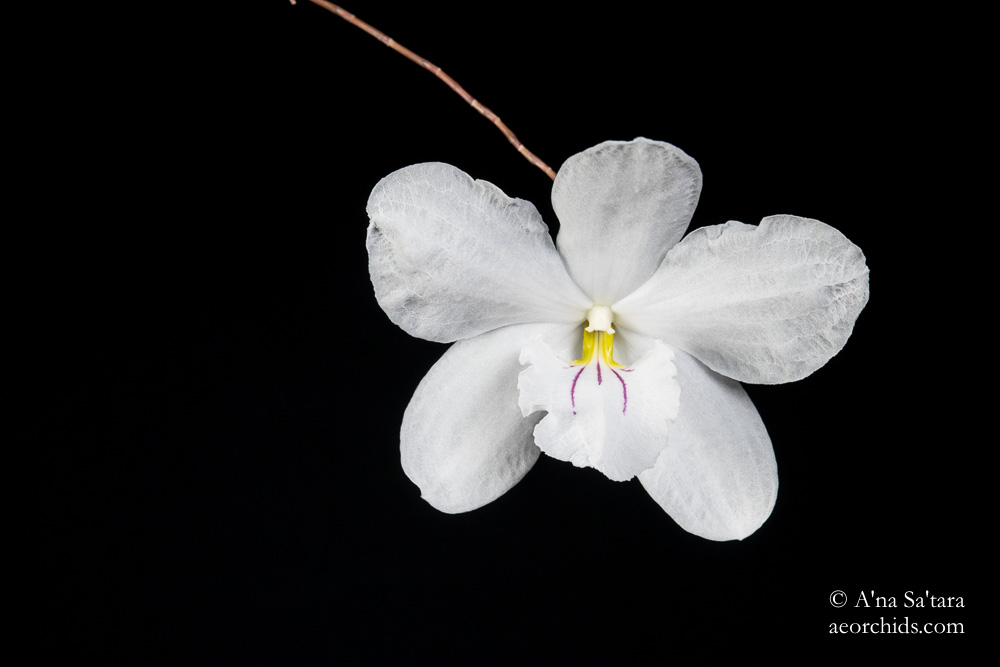 Dendrobium papilio