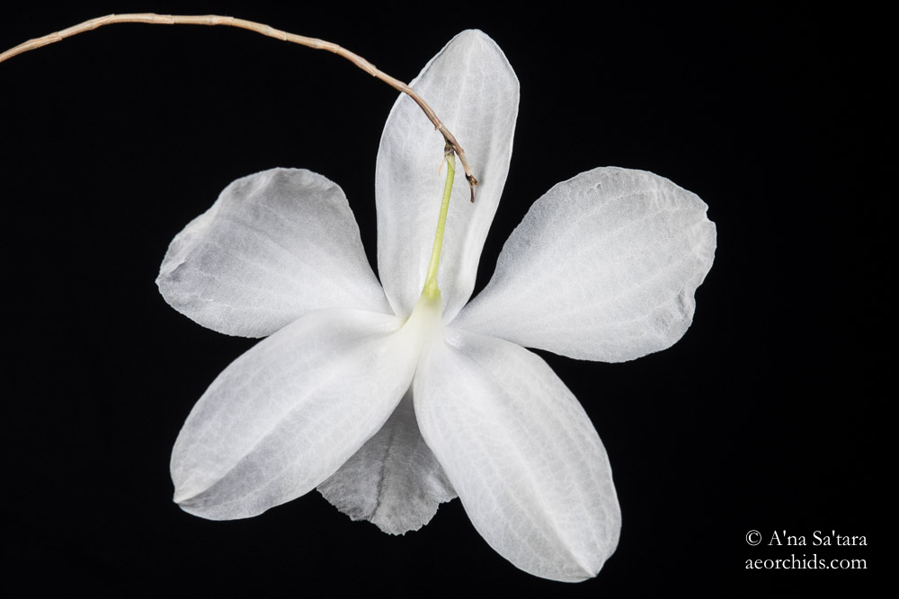 Dendrobium papilio