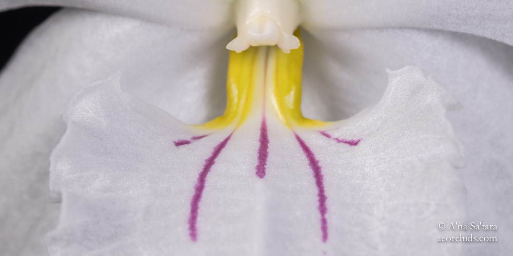 Dendrobium papilio