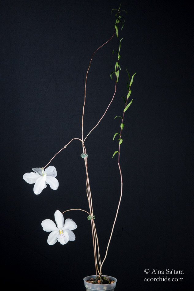 Dendrobium papilio
