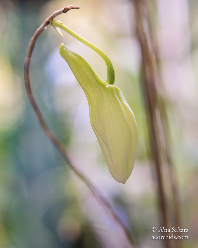 Dendrobium papilio