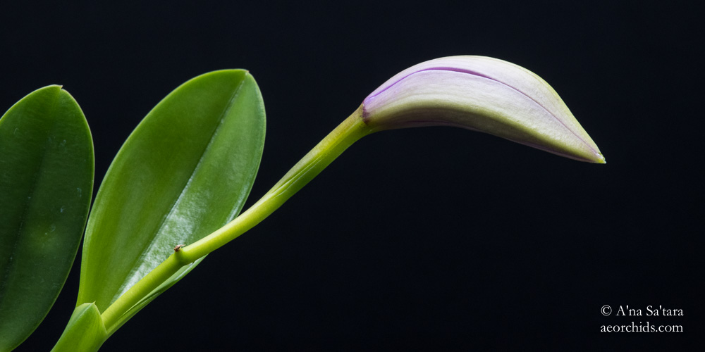 Laelia jongheana