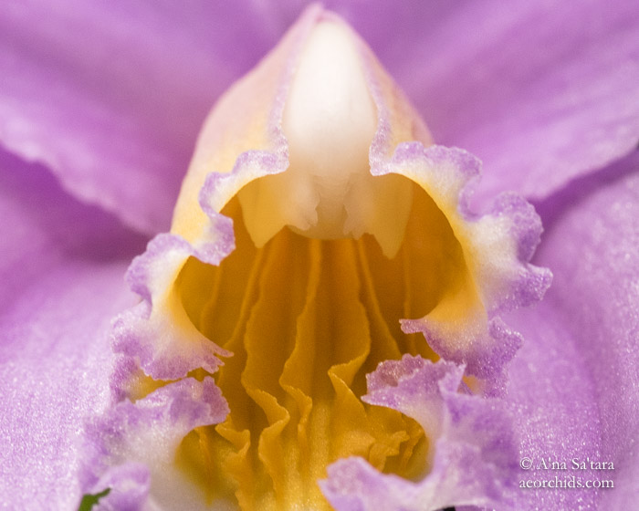 Laelia jongheana