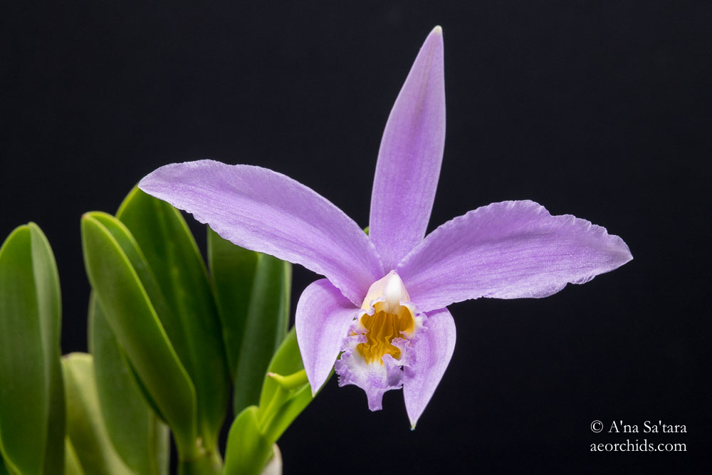 Laelia jongheana