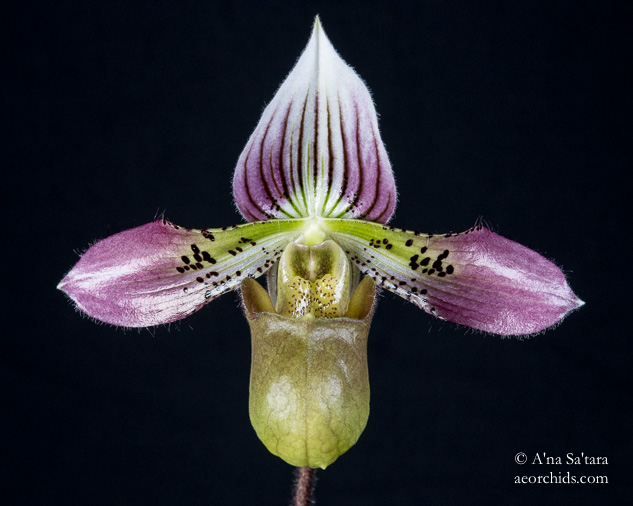 Paphiopedilum acmodontum