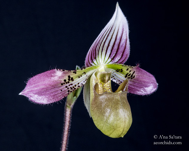 Paphiopedilum acmodontum