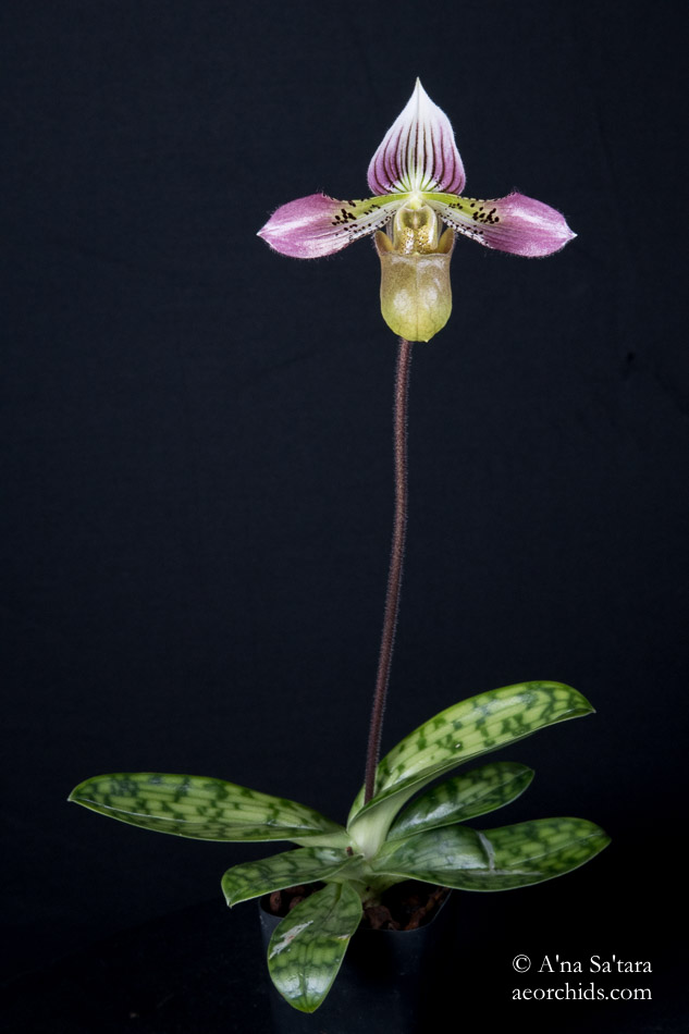 Paphiopedilum acmodontum