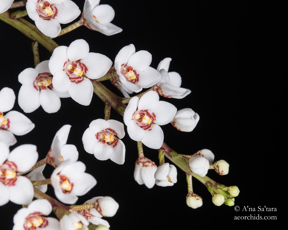 Sarcochilus Dorrigo x Sarcochilus falcatus