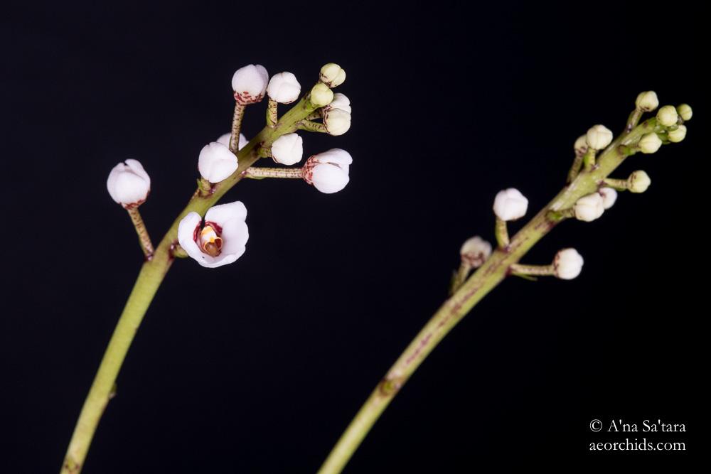 Sarcochilus Dorrigo x Sarcochilus falcatus