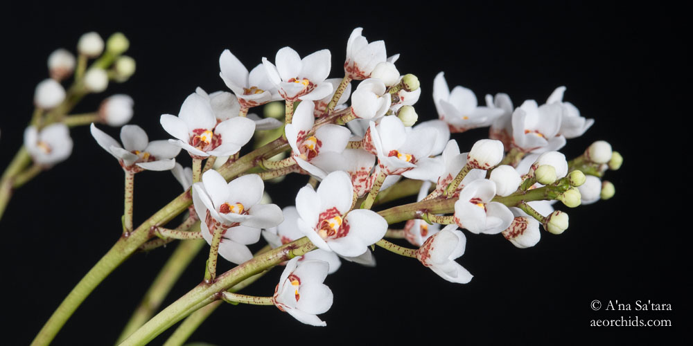 Sarcochilus Dorrigo x Sarcochilus falcatus
