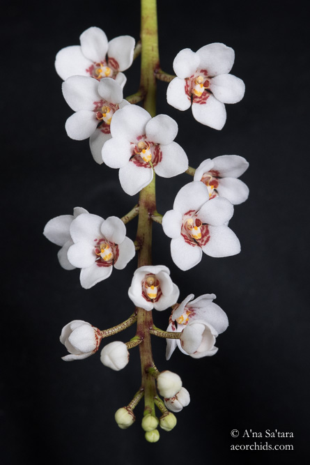 Sarcochilus Dorrigo x Sarcochilus falcatus