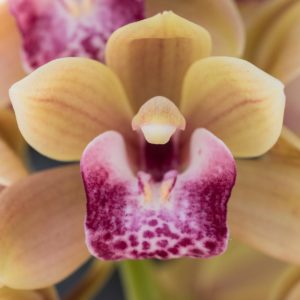 Cymbidium Mary Green