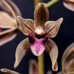 Cymbidium devonianum